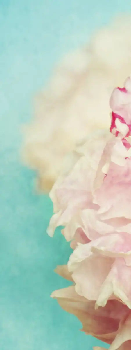 Lovely Peony Wall Art