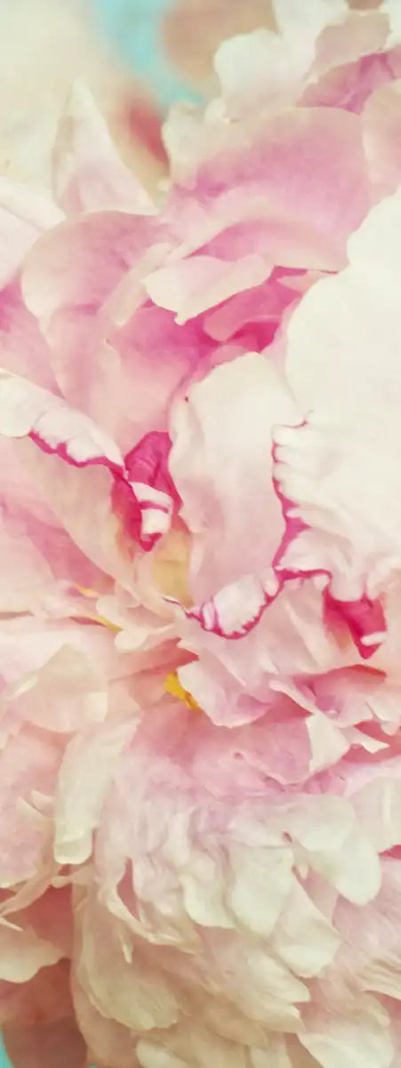Lovely Peony Wall Art