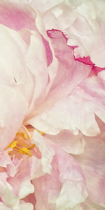 Lovely Peony Wall Art