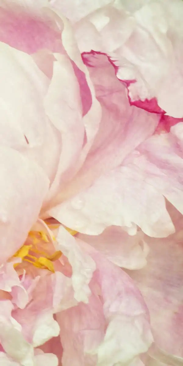 Lovely Peony Wall Art