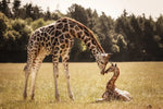 Loving Giraffes Wall Art