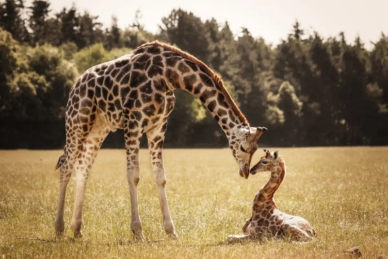 Loving Giraffes Wall Art