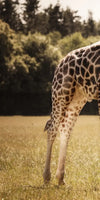 Loving Giraffes Wall Art