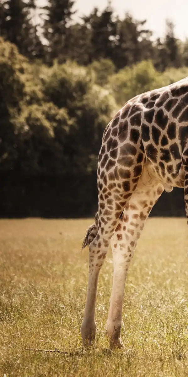 Loving Giraffes Wall Art