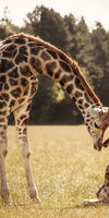 Loving Giraffes Wall Art