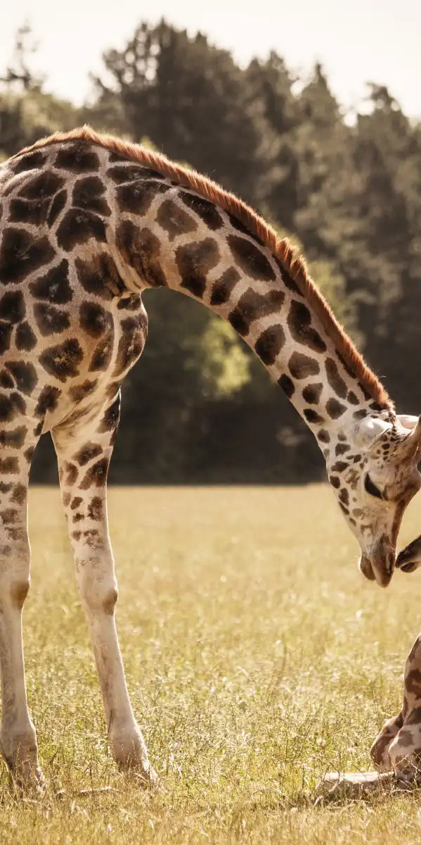 Loving Giraffes Wall Art