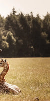 Loving Giraffes Wall Art