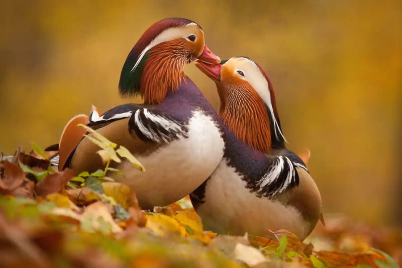 Loving Mandarin Ducks Wall Art