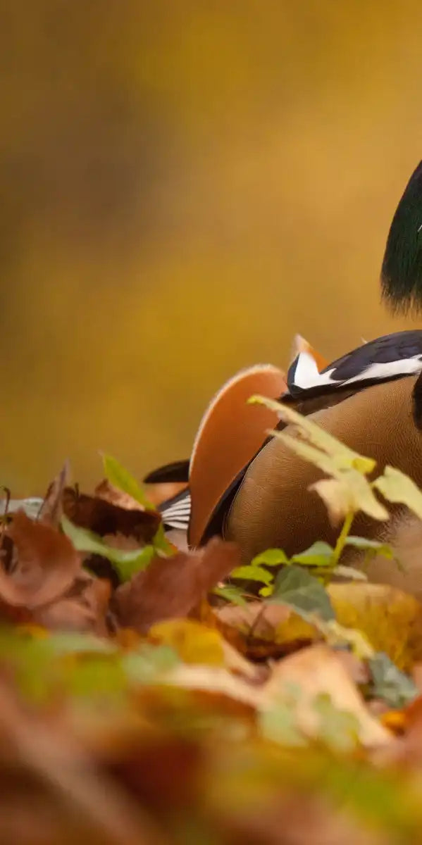 Loving Mandarin Ducks Wall Art