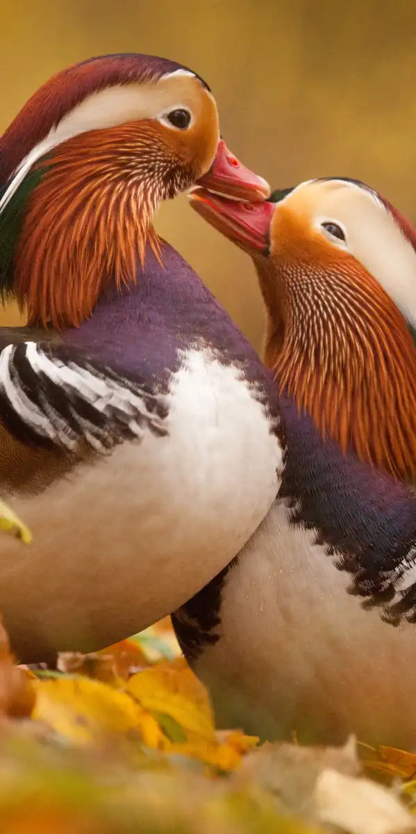 Loving Mandarin Ducks Wall Art