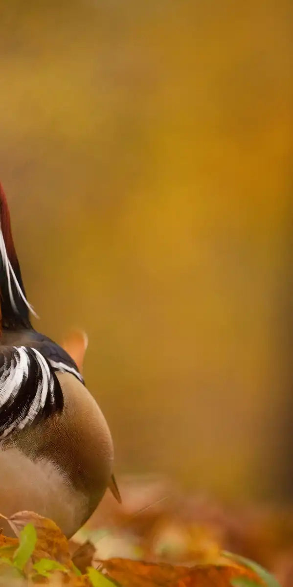 Loving Mandarin Ducks Wall Art