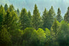 Lush Green Pine Trees Wall Art