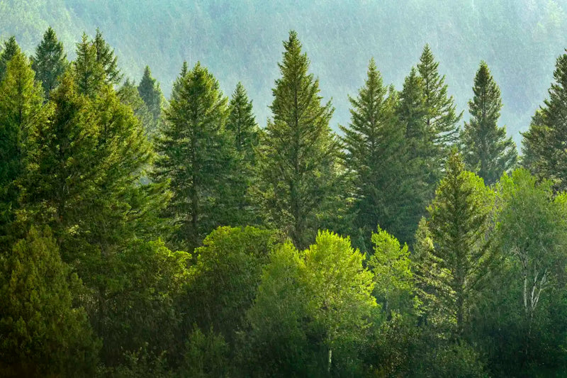 Lush Green Pine Trees Wall Art