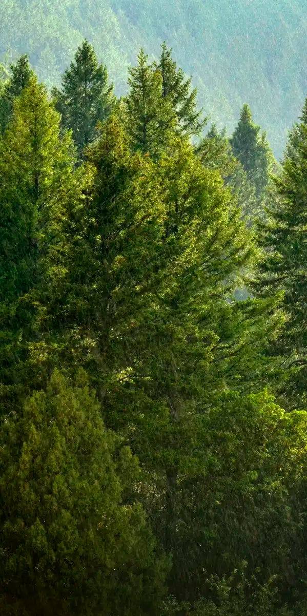 Lush Green Pine Trees Wall Art