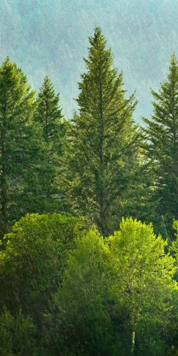 Lush Green Pine Trees Wall Art