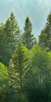 Lush Green Pine Trees Wall Art