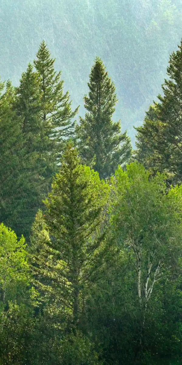 Lush Green Pine Trees Wall Art