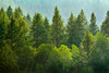 Lush Green Pine Trees Wall Art