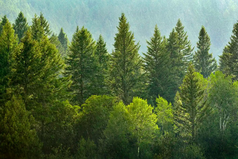 Lush Green Pine Trees Wall Art