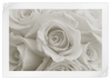 Pure White Roses Wall Art