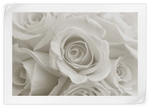 Pure White Roses Wall Art