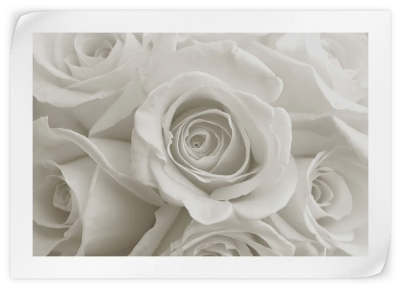 Pure White Roses Wall Art