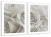 Pure White Roses Wall Art