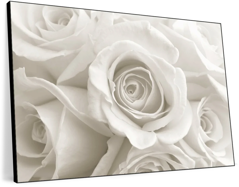 Pure White Roses Wall Art