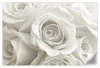 Pure White Roses Wall Art