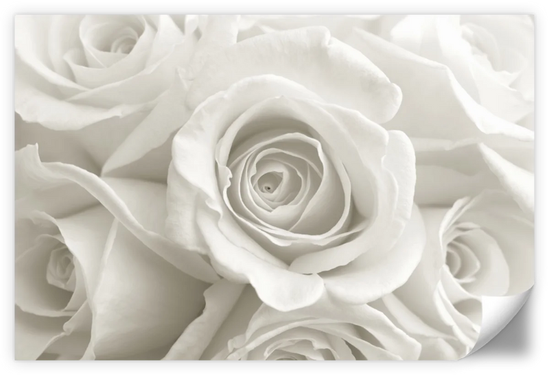 Pure White Roses Wall Art