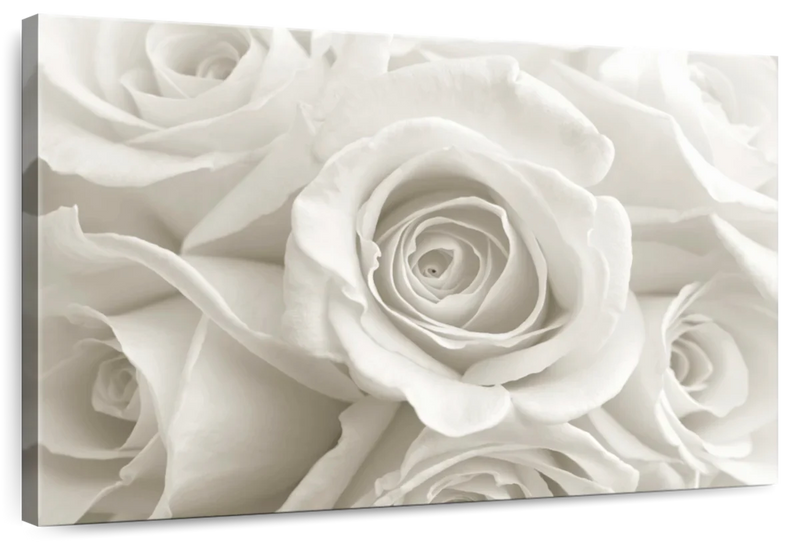 Pure White Roses Wall Art