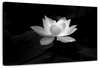 Lotus Flower Monochrome Wall Art