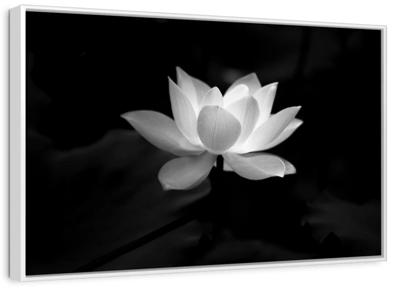 Lotus Flower Monochrome Wall Art