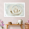 White Rose Close Up Wall Art