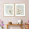 White Rose Close Up Wall Art