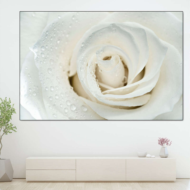 White Rose Close Up Wall Art