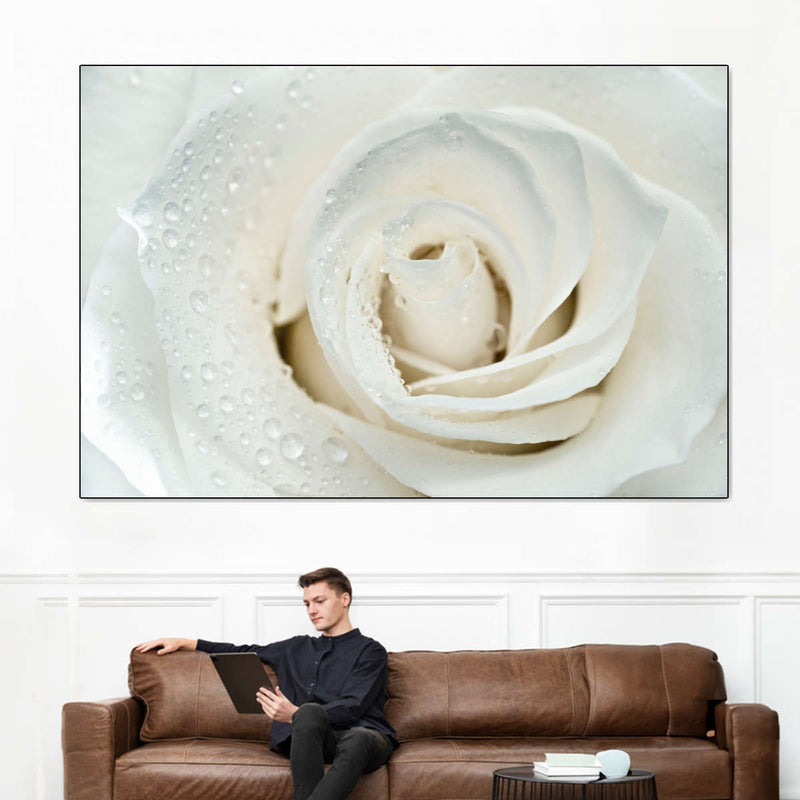White Rose Close Up Wall Art