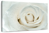 White Rose Close Up Wall Art