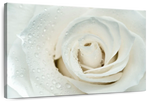 White Rose Close Up Wall Art