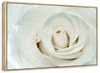 White Rose Close Up Wall Art