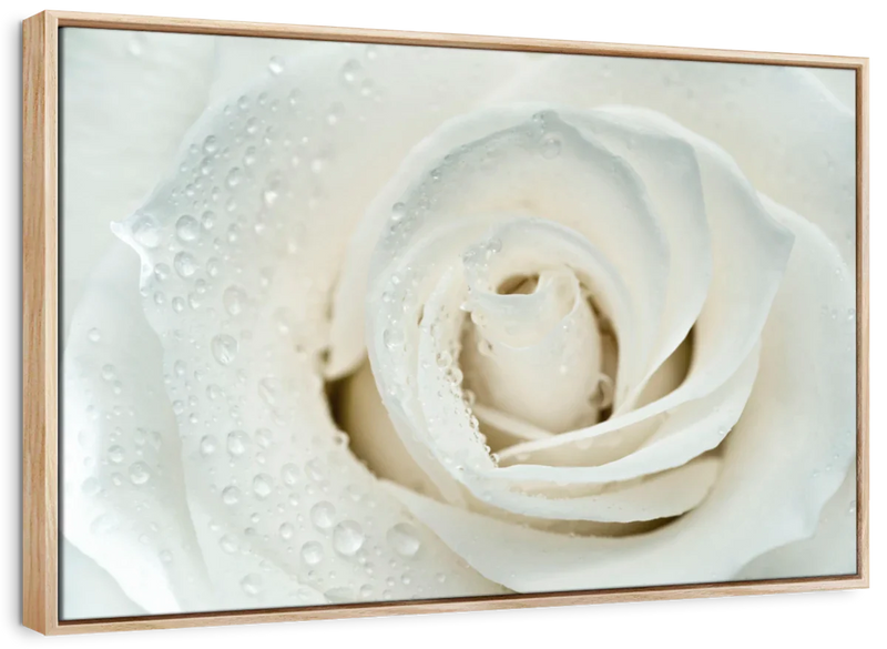 White Rose Close Up Wall Art