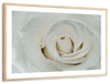 White Rose Close Up Wall Art