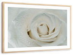 White Rose Close Up Wall Art