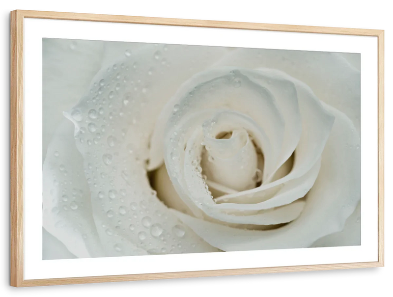 White Rose Close Up Wall Art
