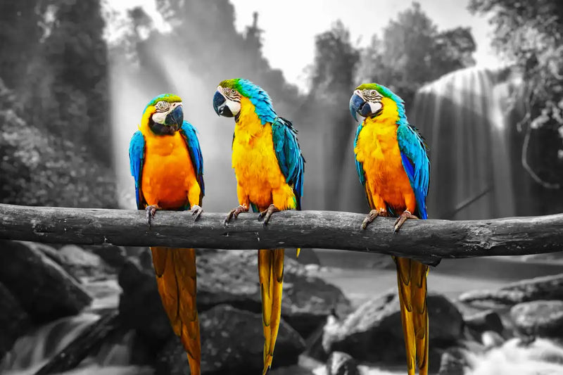 Macaw Friends Pop Wall Art