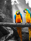 Macaw Friends Pop Wall Art