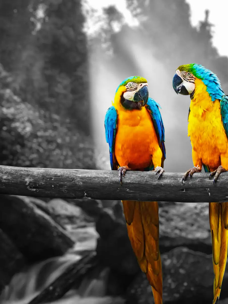 Macaw Friends Pop Wall Art