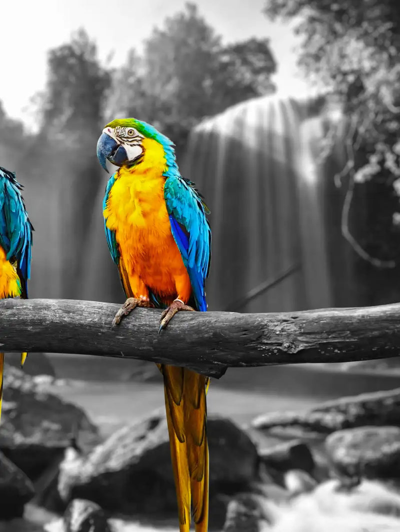 Macaw Friends Pop Wall Art