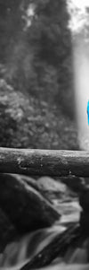 Macaw Friends Pop Wall Art