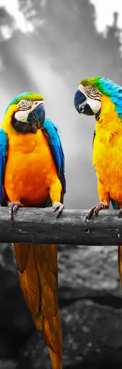 Macaw Friends Pop Wall Art